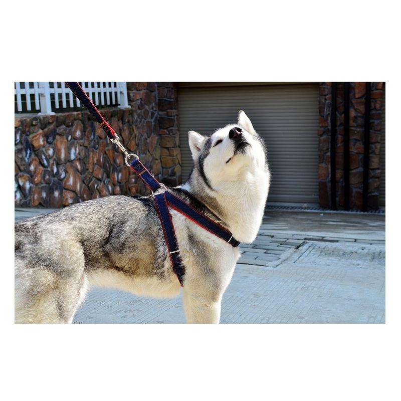 Denim Leash and Harness