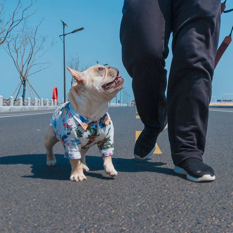 summer dog shirt
