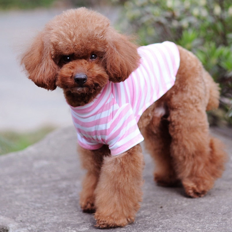 Summer Pet T Shirt