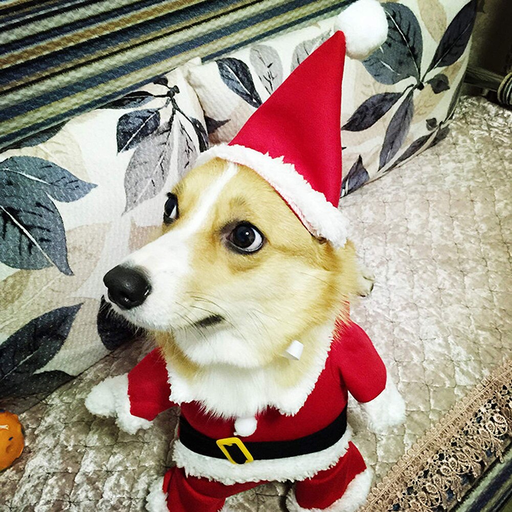 Santa pup costume