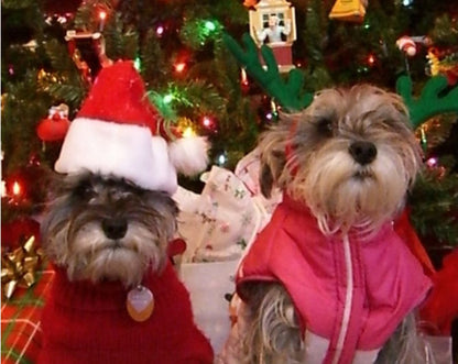 Christmas Pet Hat