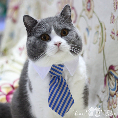 Pet tie