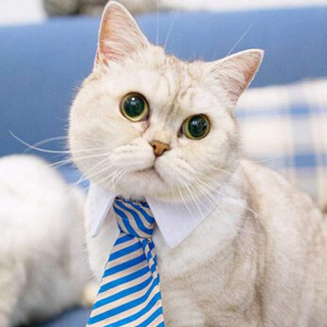 Pet tie