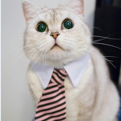 Pet tie