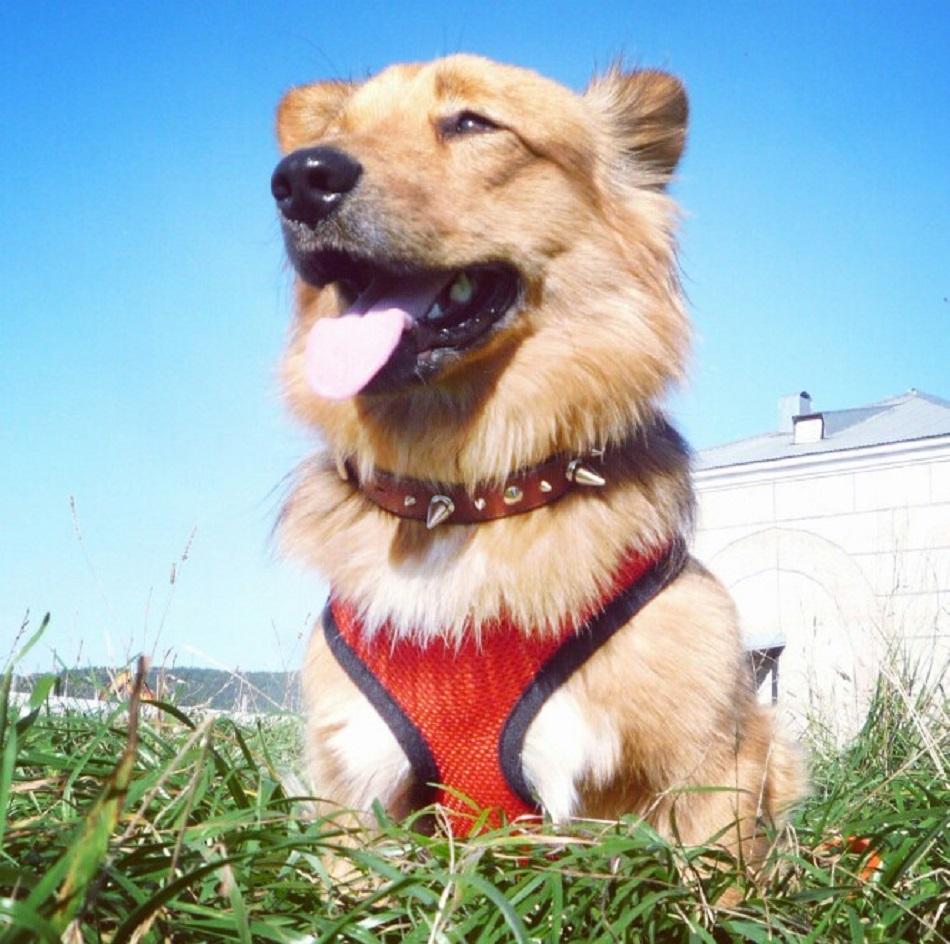 Soft Breathable Dog Harness