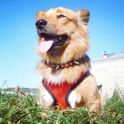 Soft Breathable Dog Harness