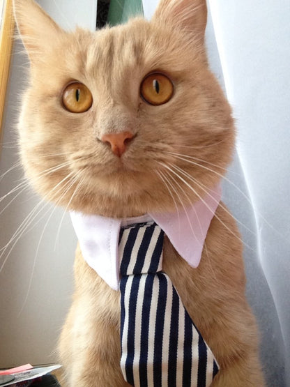 Pet tie