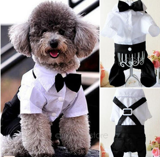 Pet Formal Outfit