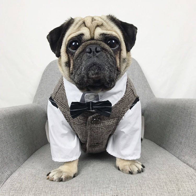 Dog Tuxedo