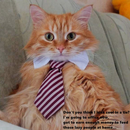 Pet tie