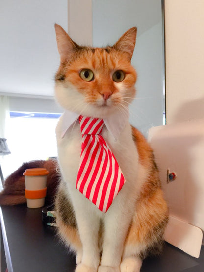 Pet tie