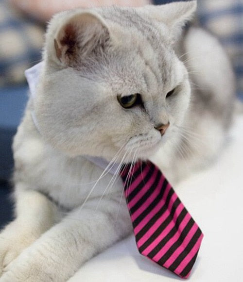 Pet tie