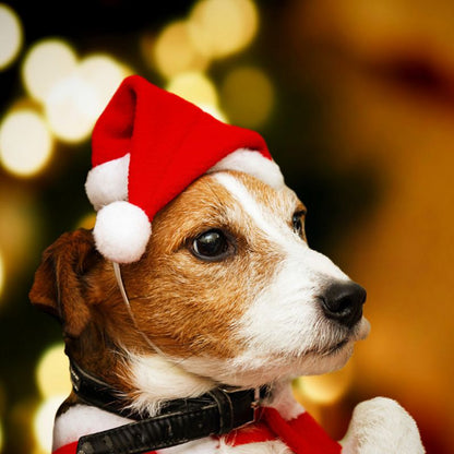 Christmas Pet Hat