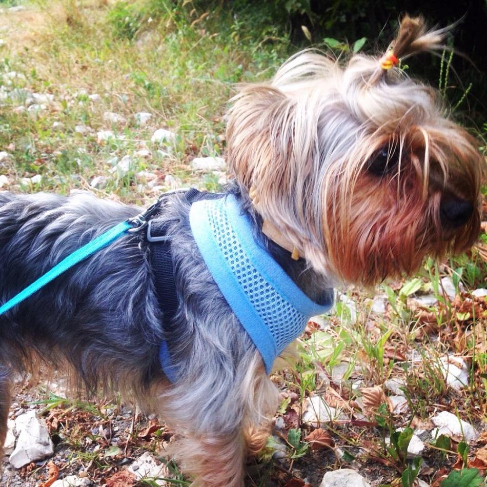 Soft Breathable Dog Harness