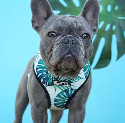 Printed Reversible Harness Leash