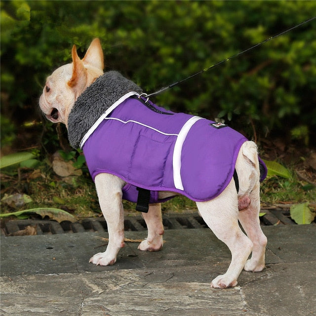 Outdoor Dog Jacket